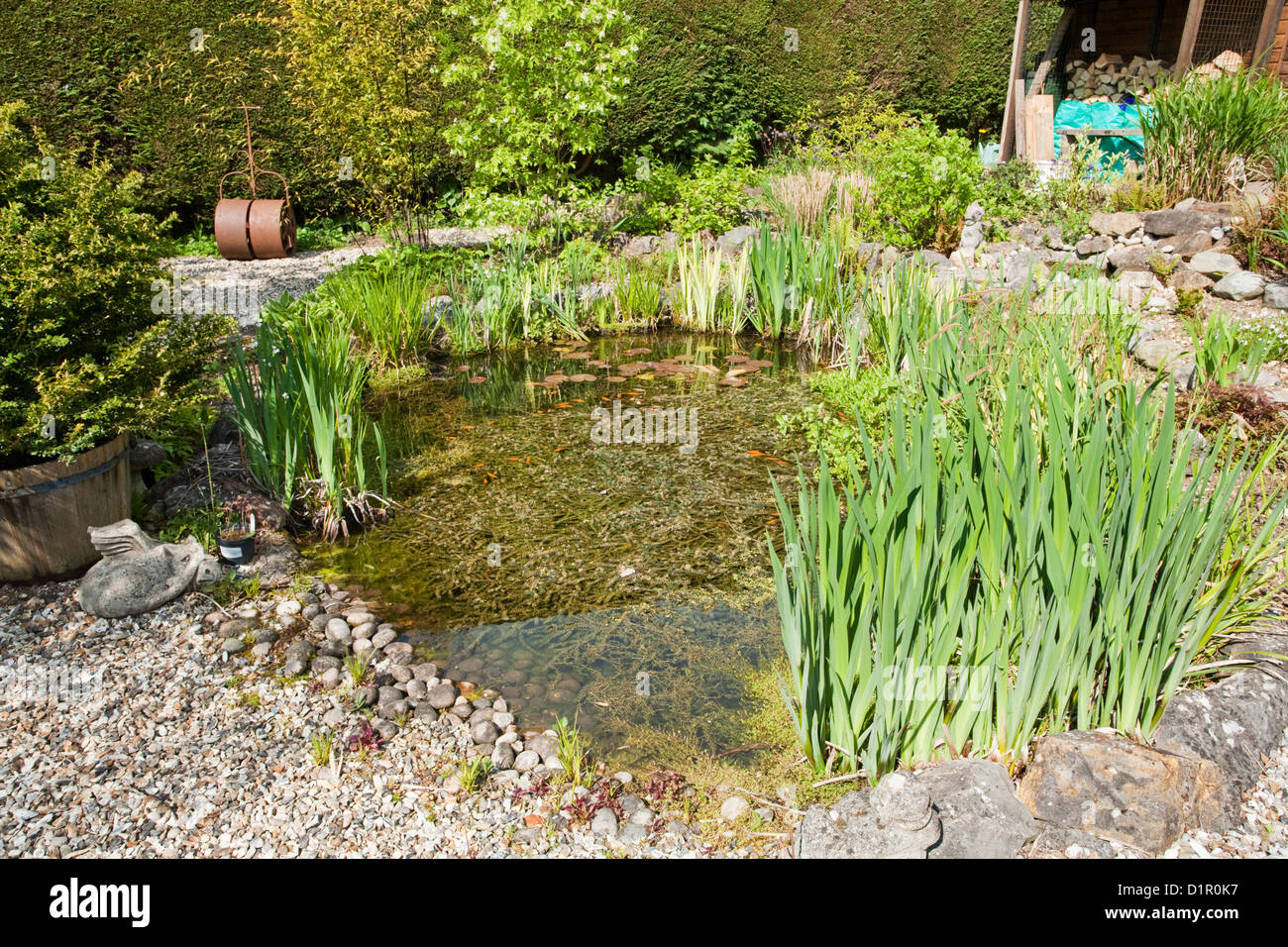 Reife angelegter Gartenteich in der Frühlingssonne, Uk Stockfoto