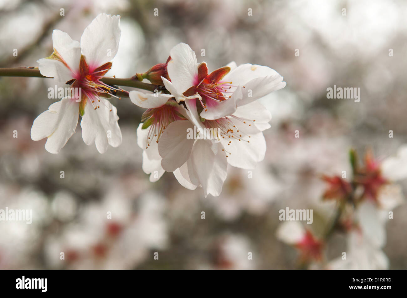 Mandel-Plantage, Nahaufnahme von einer Mandelblüten fotografiert in Israel Stockfoto