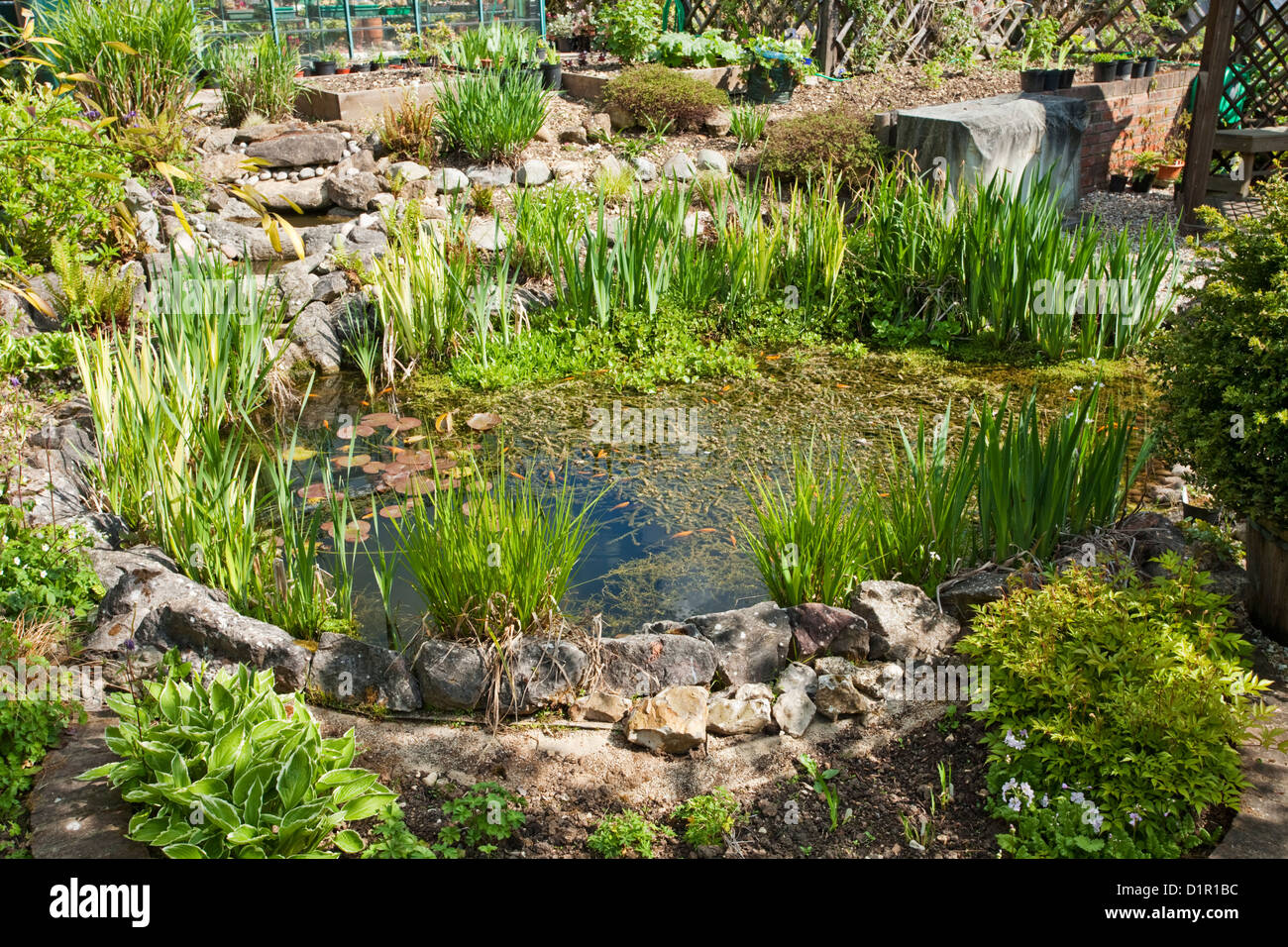 Reife angelegter Gartenteich in der Frühlingssonne, Uk Stockfoto