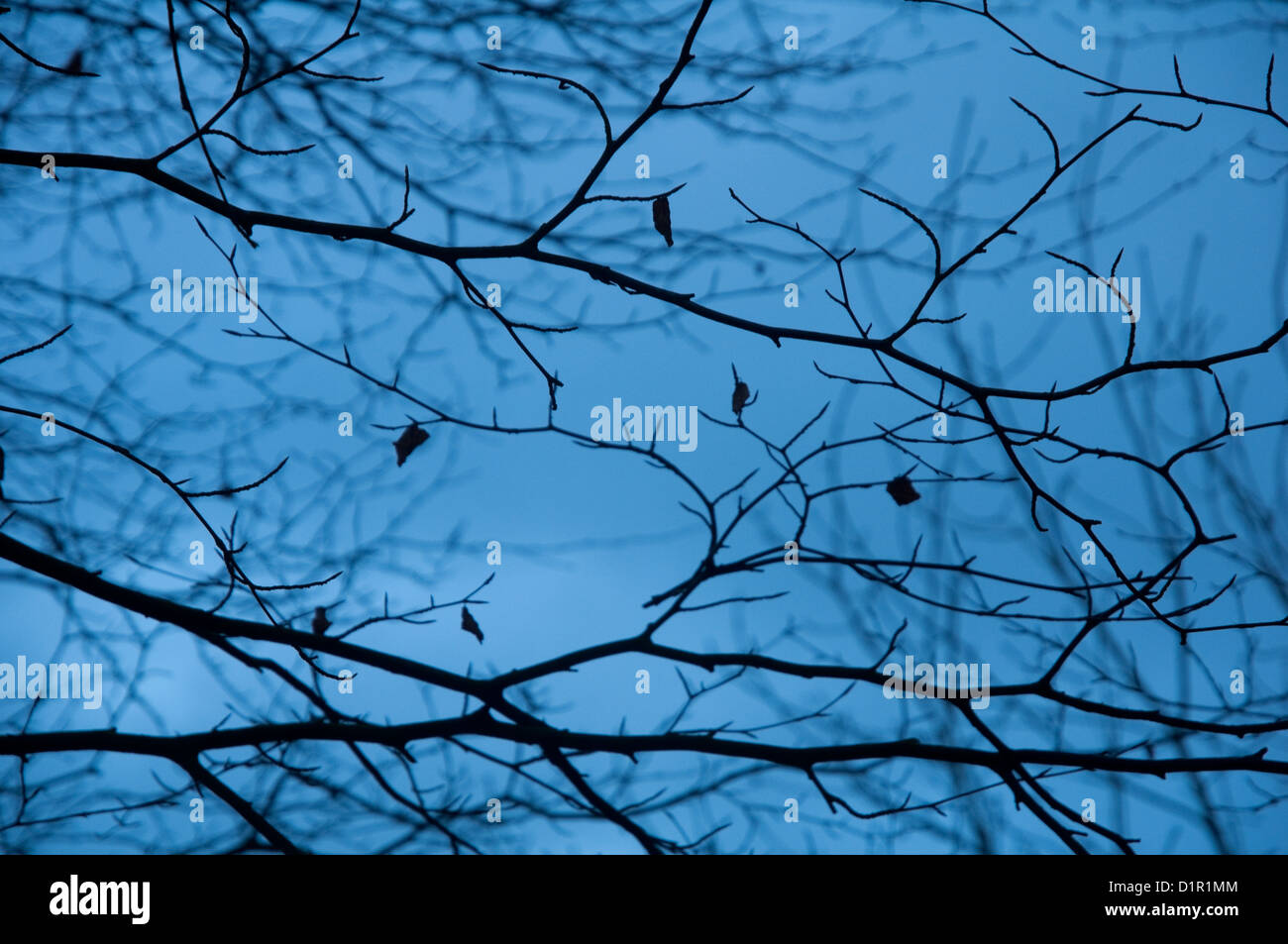 Winter-Maßwerk der Buche Zweige mit wenigen verbliebenen Blätter in der Silhouette / Silhouette. (Fagus Sylvatica). VEREINIGTES KÖNIGREICH. Stockfoto