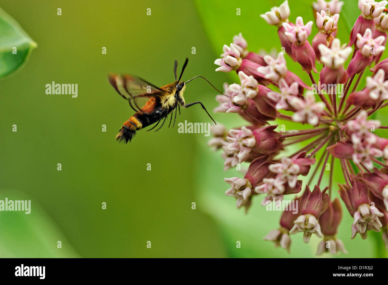 Kolibri Clearwing Moth (Hemaris Thysbe) Nectaring auf gemeinsamen Seidenpflanze (Asclepias Syriaca), größere Sudbury, Ontario Stockfoto