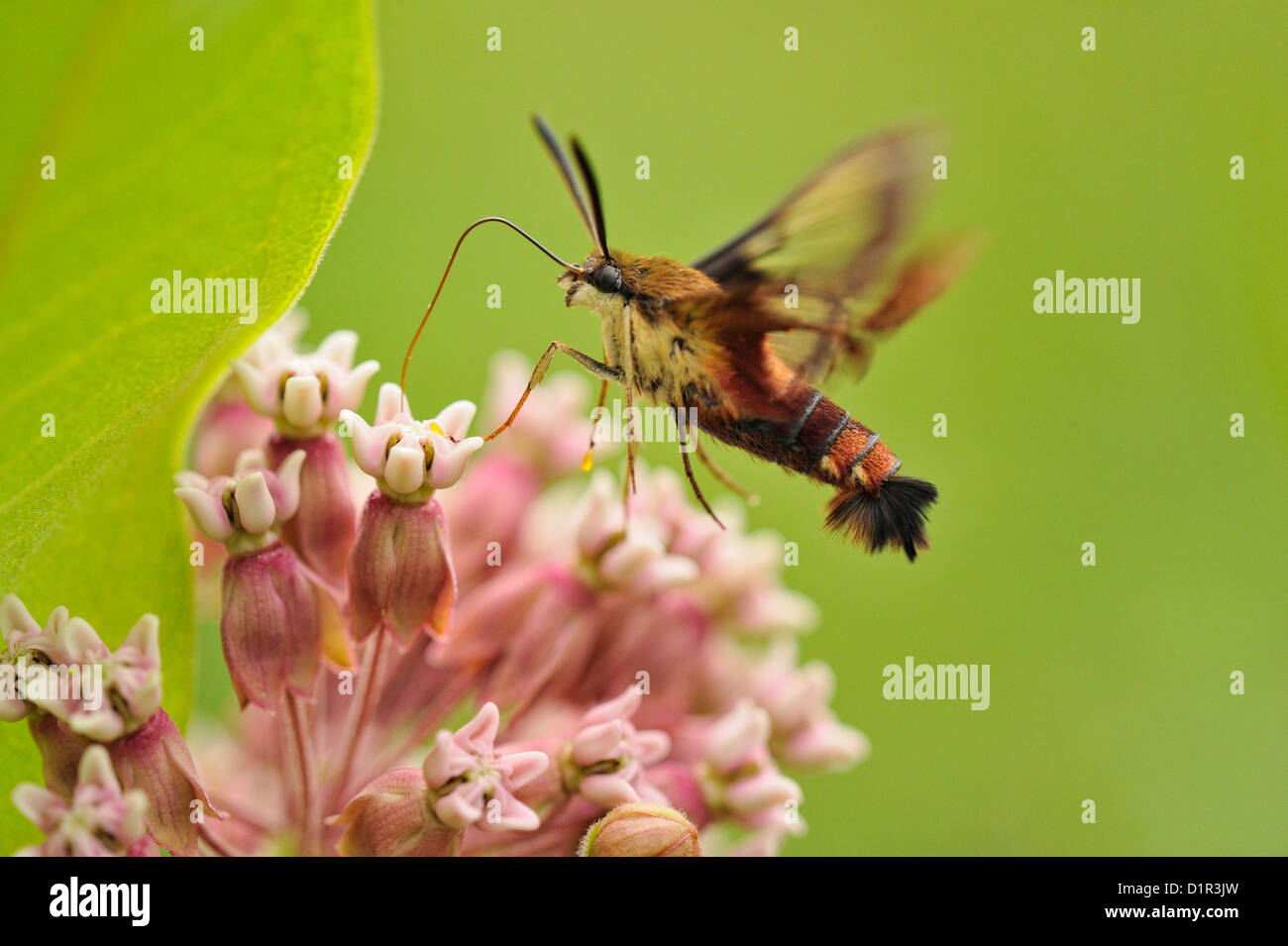 Kolibri Clearwing Moth (Hemaris Thysbe) Nectaring auf gemeinsamen Seidenpflanze (Asclepias Syriaca), größere Sudbury, Ontario Stockfoto