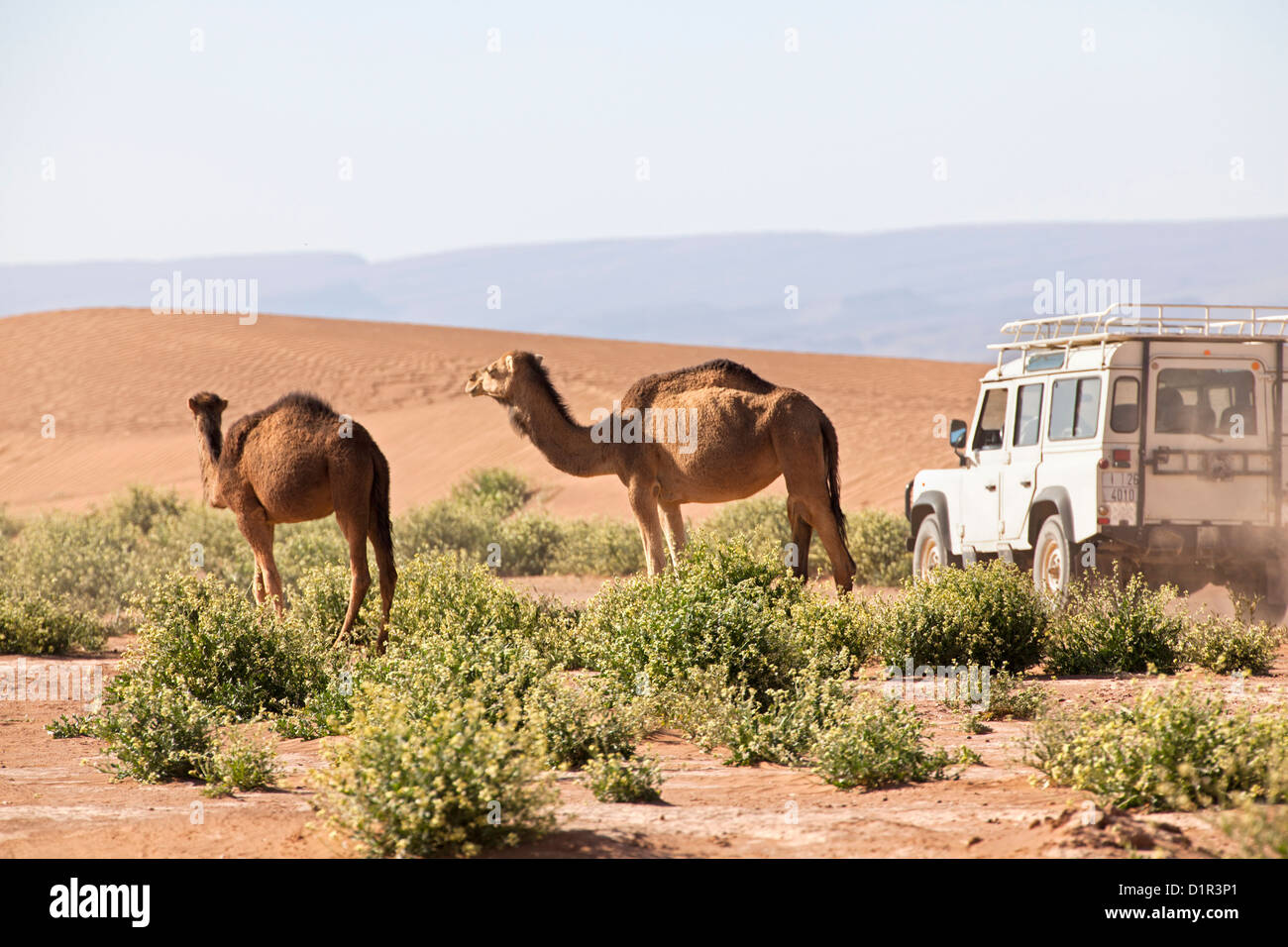 Marokko, M' Hamid, Erg Chigaga Dünen. Wüste Sahara. Kamele Essen blühenden Büschen. 4 x 4 Geländewagen vorbei. Stockfoto