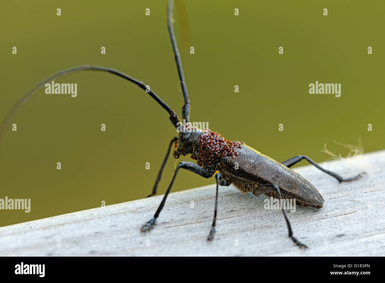 Long-Horn Käfer, Kiefer Sawyer (Monochamus sp) mit Foretic Milben auf Brustkorb, Greater Sudbury, Ontario, Kanada Stockfoto