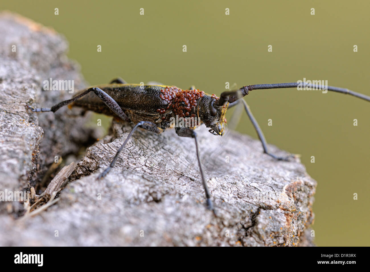 Long-Horn Käfer, Kiefer Sawyer (Monochamus sp) mit Foretic Milben auf Brustkorb, Greater Sudbury, Ontario, Kanada Stockfoto