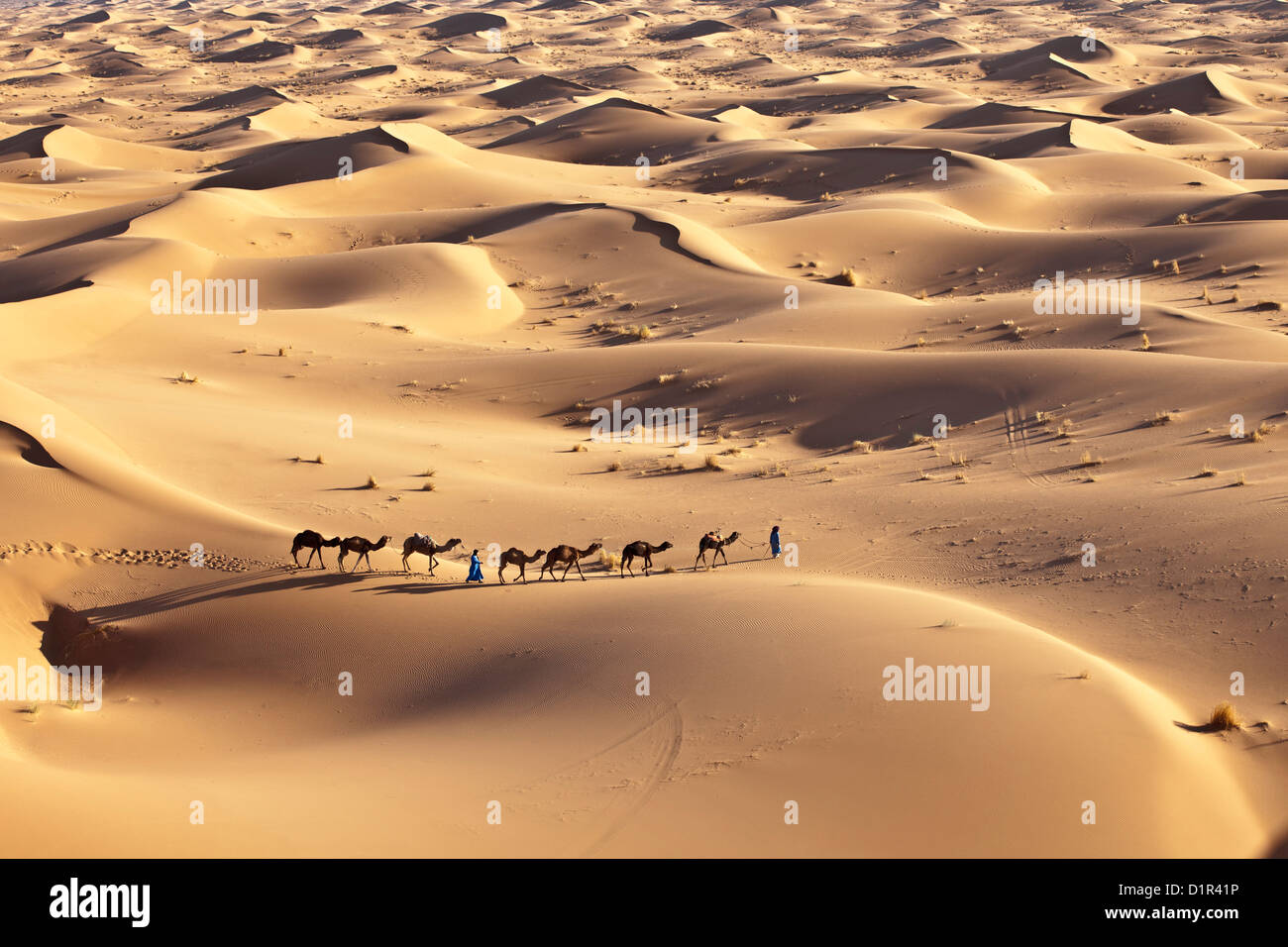 Marokko, M' Hamid, Erg Chigaga Dünen. Wüste Sahara. Kameltreiber und Kamel-Karawane. Stockfoto