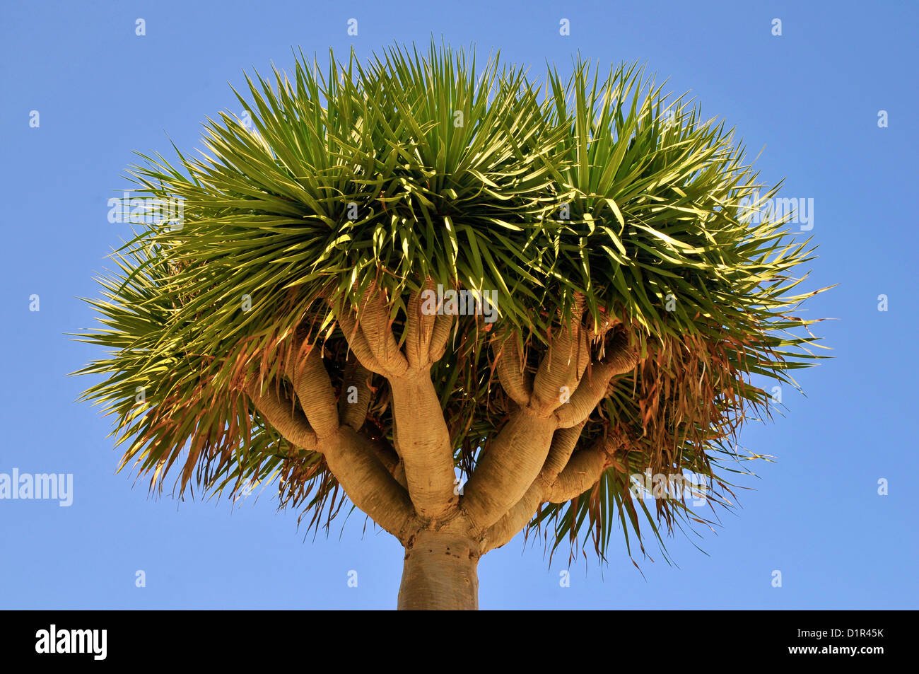 Closeup Kanarischen Drachenbaum (Dracaena Draco) auf Teneriffa auf dem  Hintergrund des blauen Himmels. Dieser Baum ist die natrliche Symbol t  Stockfotografie - Alamy