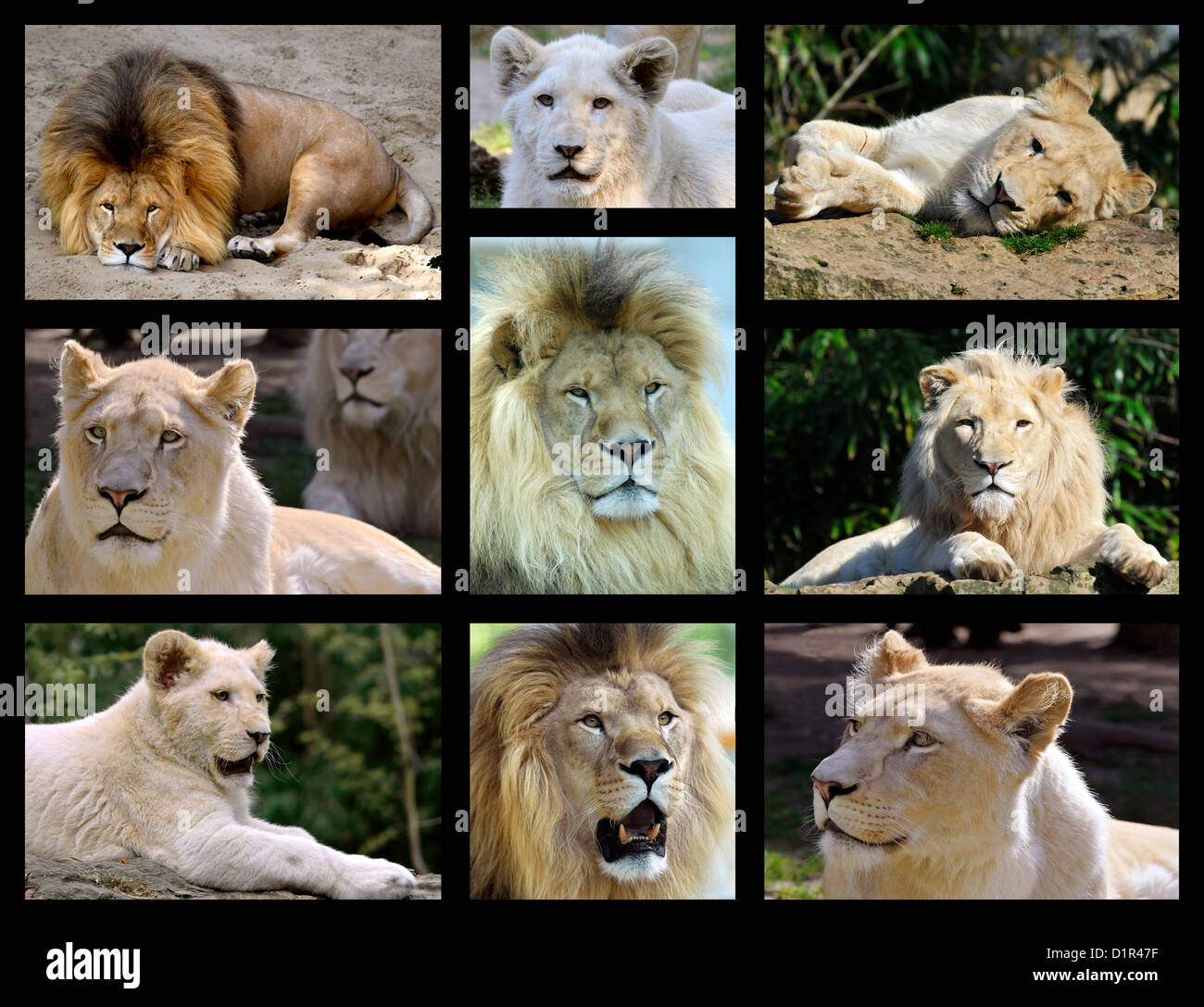 Neun Fotos Mosaik von Löwen und Löwin (Panthera Leo) Stockfoto