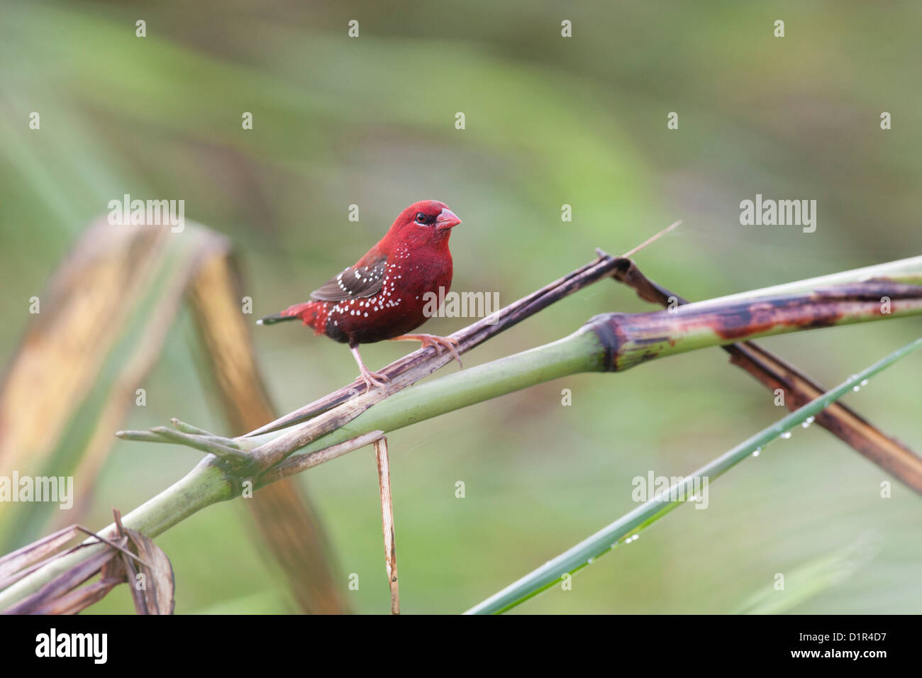 Die roten Avadavat oder Erdbeere Finch thront auf einem Ast bei Regen am Bhavan Pumping Station in Mumbai, Maharashtra Stockfoto