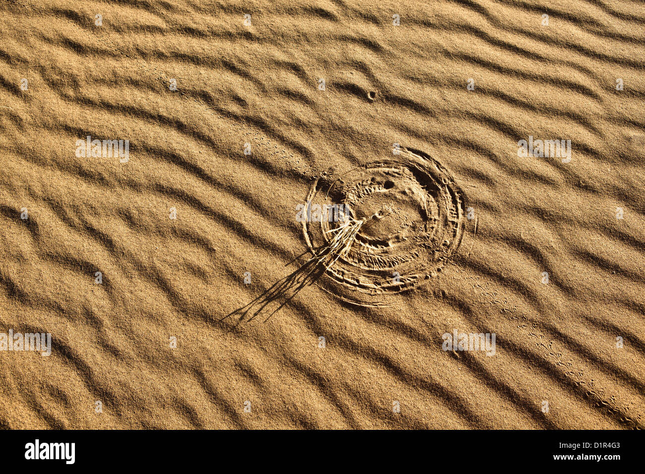 Marokko, M' Hamid, Erg Chigaga Dünen. Wüste Sahara. Rippelmarken Detail. Kleinen Busch machen markiert Sand rechtzeitig eingereicht. Stockfoto
