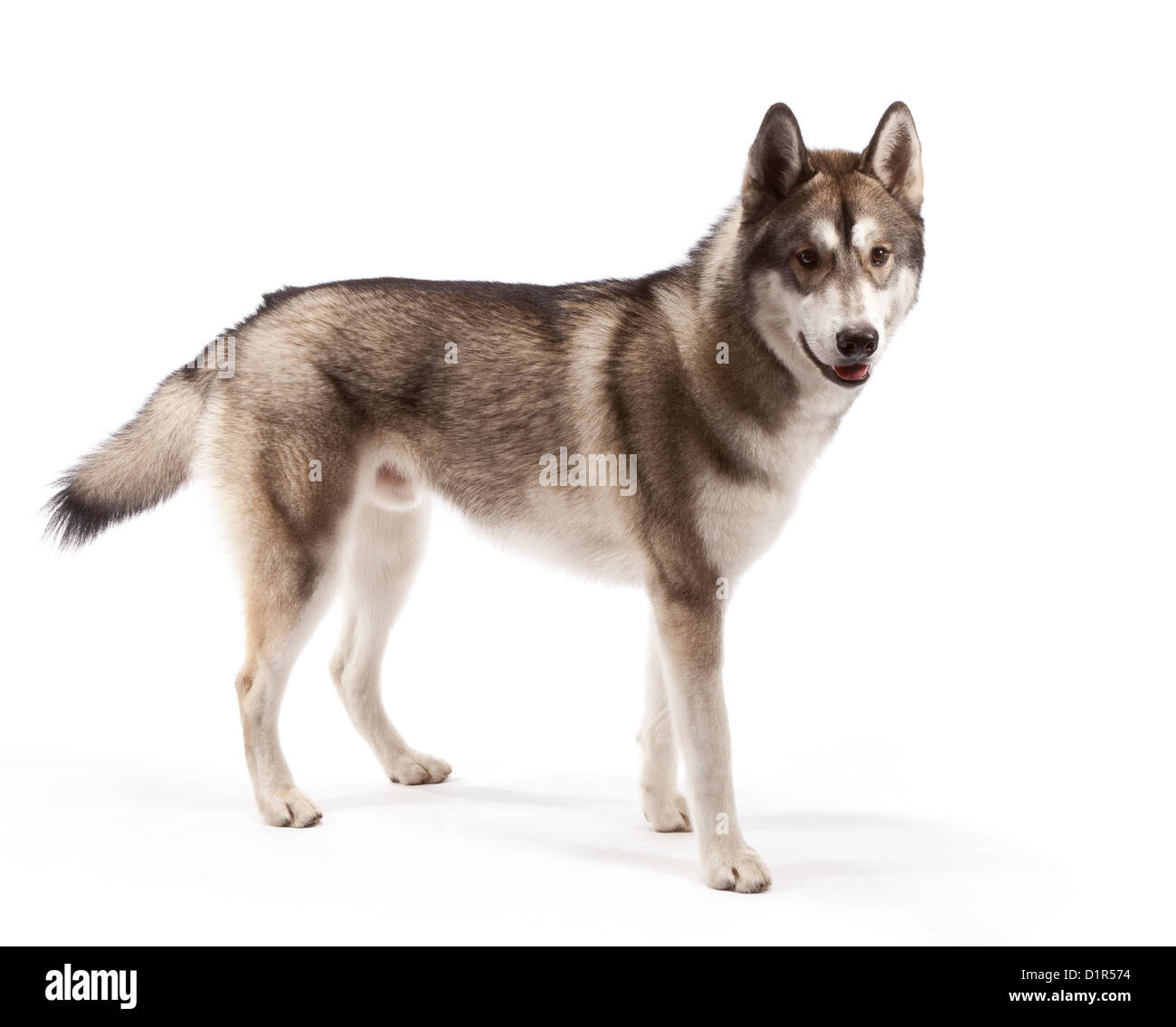 Siberian Husky Hund im Alter von 9 Monaten Stockfoto