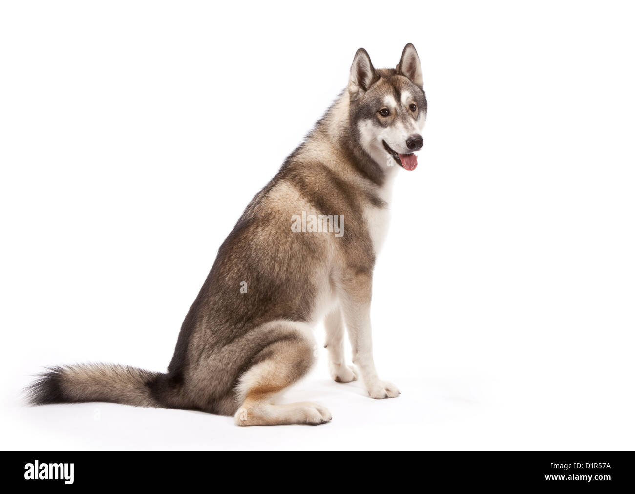 Siberian Husky Hund im Alter von 9 Monaten Stockfoto