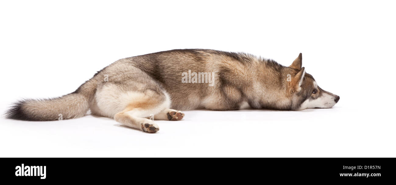 Siberian Husky Hund im Alter von 9 Monaten Stockfoto
