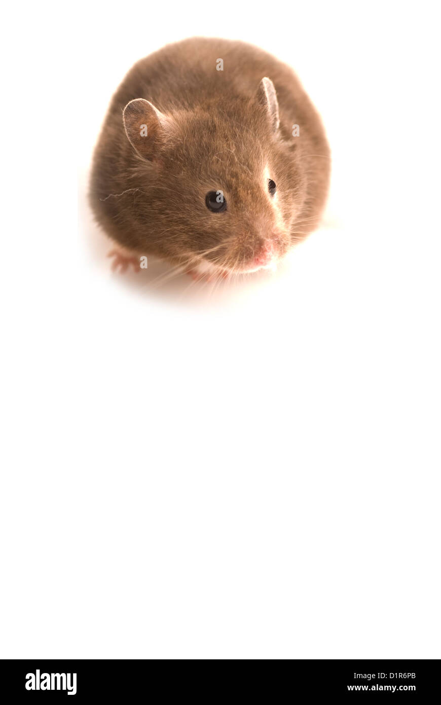 Neugierig braun Hamster isoliert auf weiss mit Textfreiraum Stockfoto