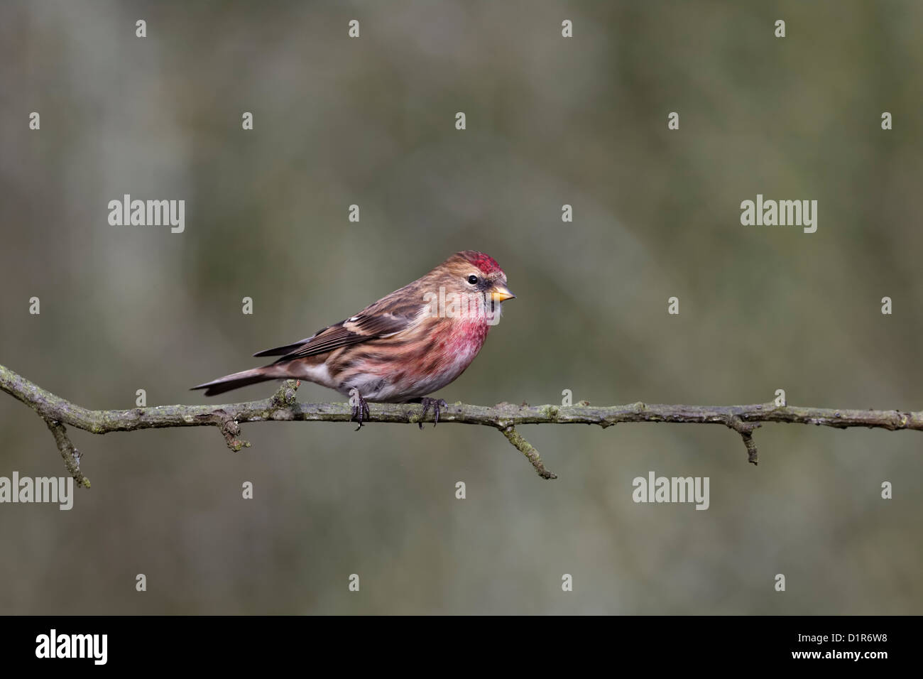 Geringerem Redpoll, Zuchtjahr Kabarett, einziger Vogel auf Zweig, Warwickshire, Dezember 2012 Stockfoto