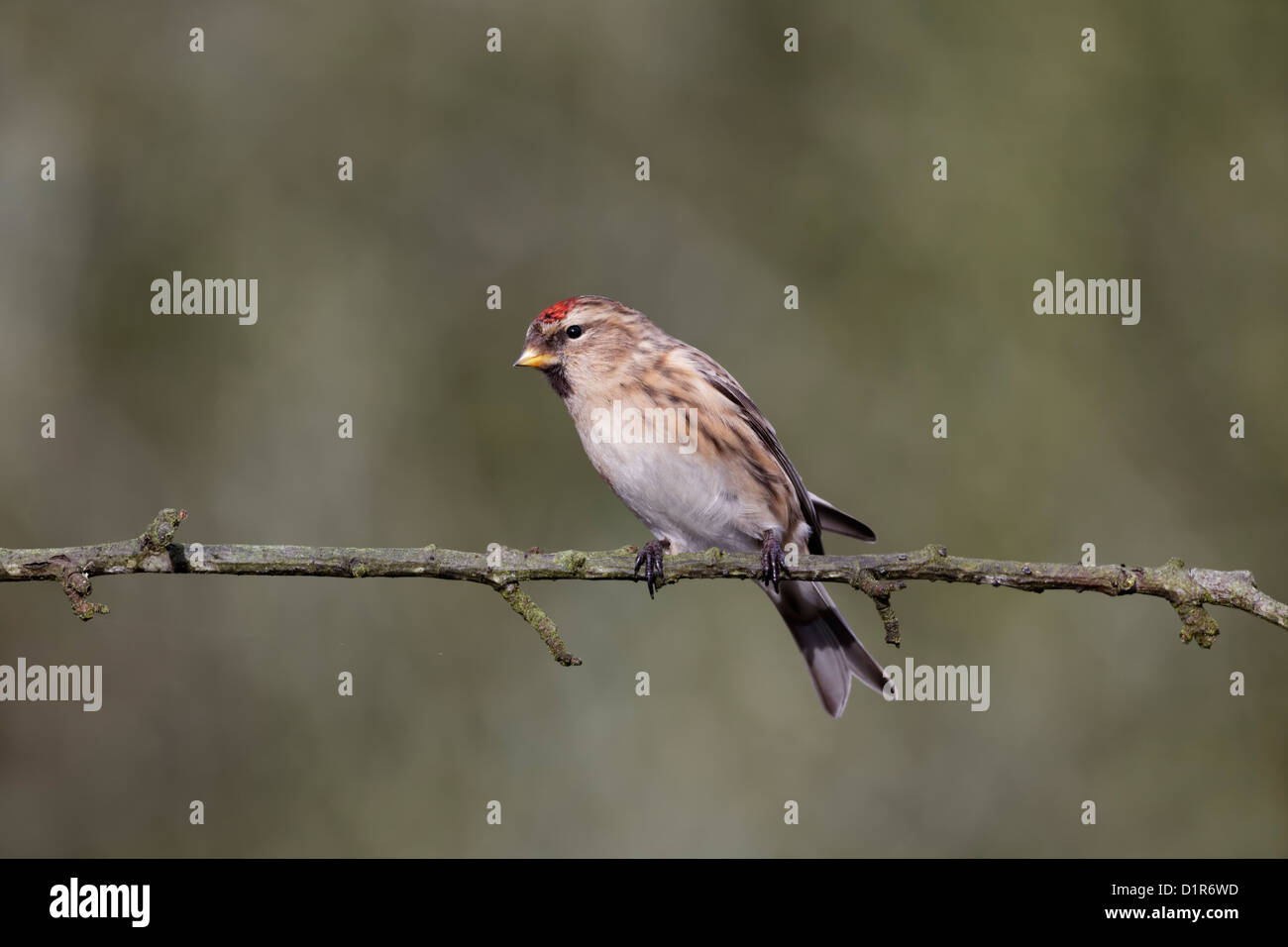 Geringerem Redpoll, Zuchtjahr Kabarett, einziger Vogel auf Zweig, Warwickshire, Dezember 2012 Stockfoto