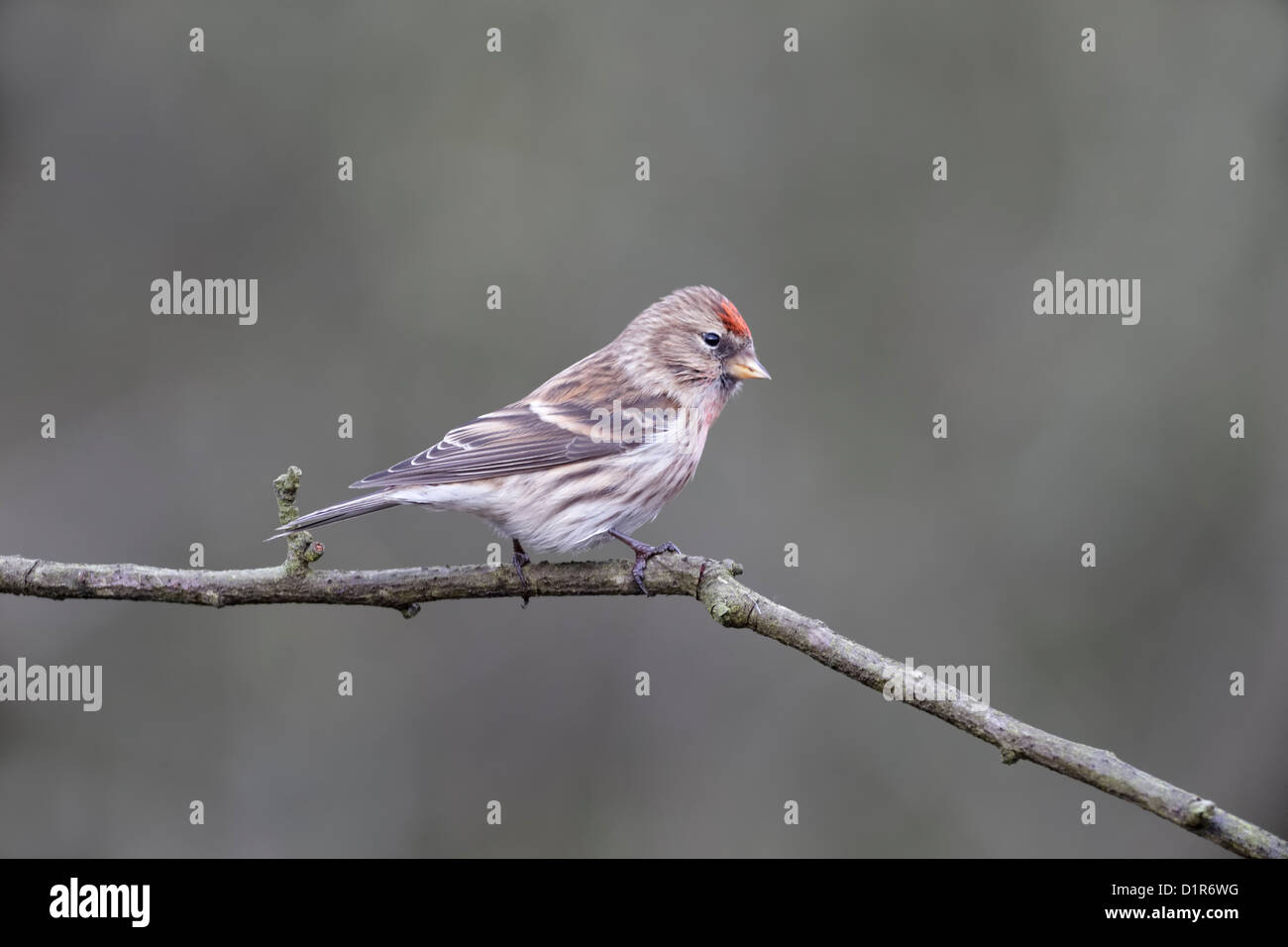 Geringerem Redpoll, Zuchtjahr Kabarett, einziger Vogel auf Zweig, Warwickshire, Dezember 2012 Stockfoto