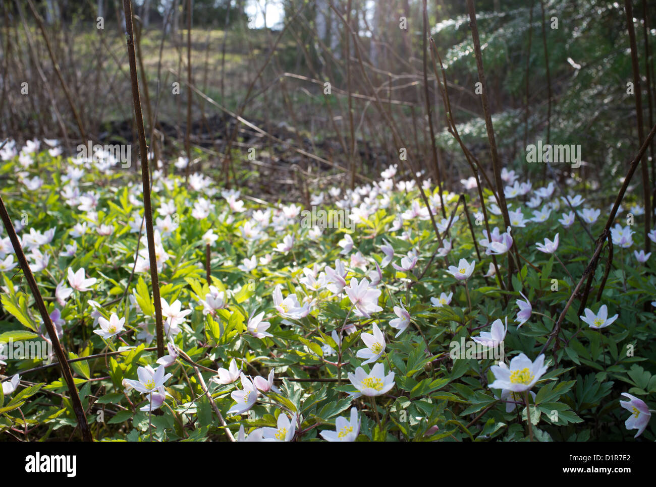 Buschwindröschen (Anemone Nemorosa) blühen, Finnland Stockfoto