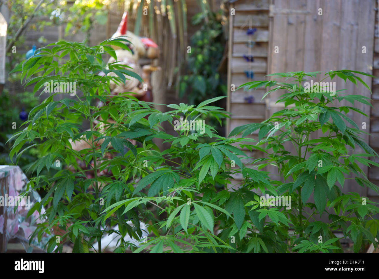 Cannabis plant Fotos und Bildmaterial in hoher Auflösung Alamy