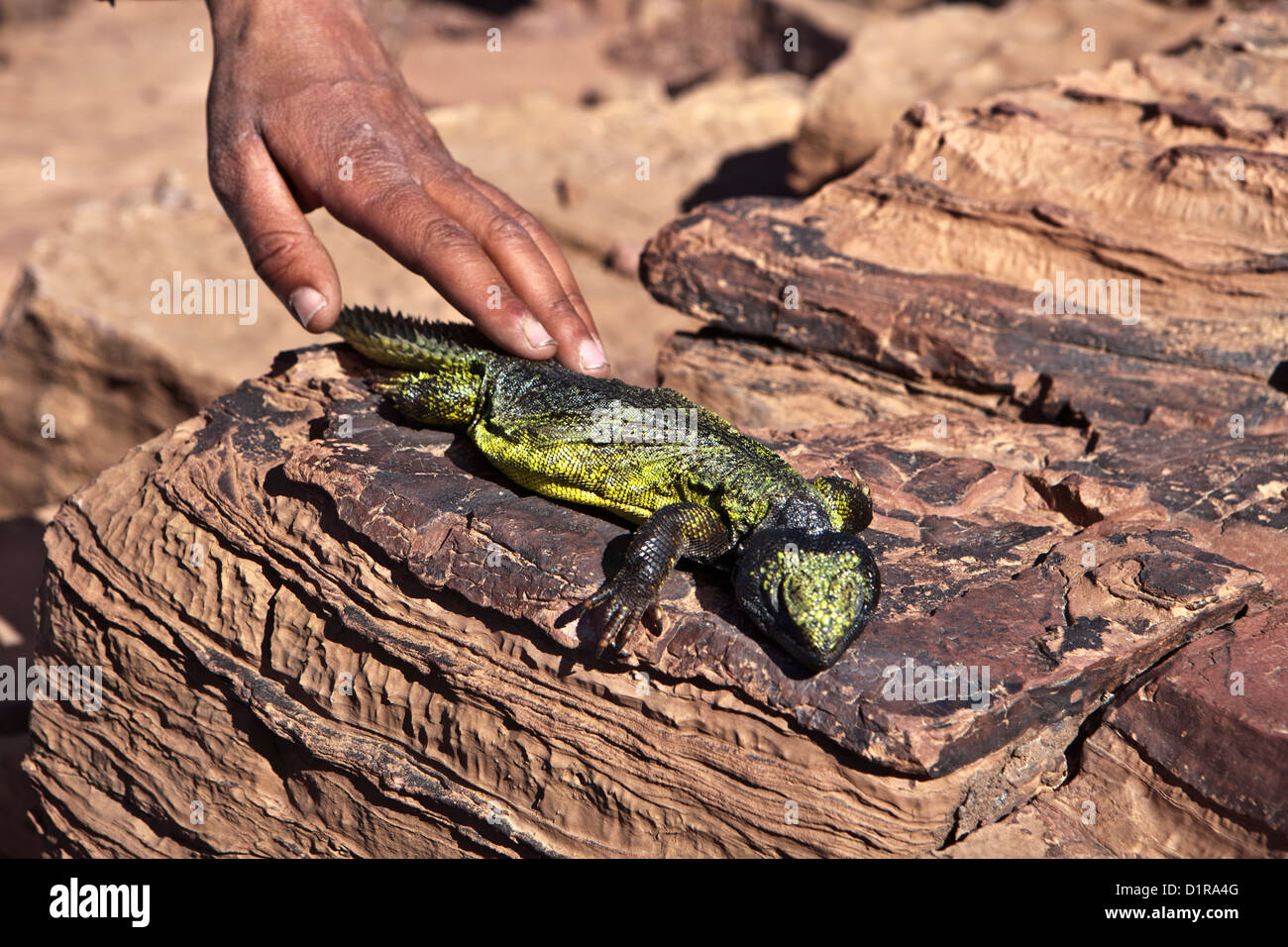 Marokko, Ain Saoun, weibliche Leguan. Stockfoto