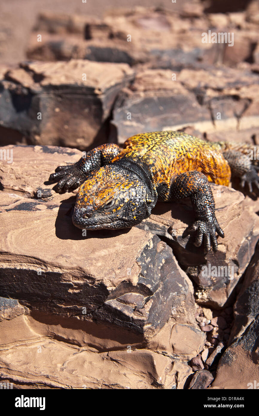 Marokko, Ain Saoun, weibliche Leguan. Stockfoto