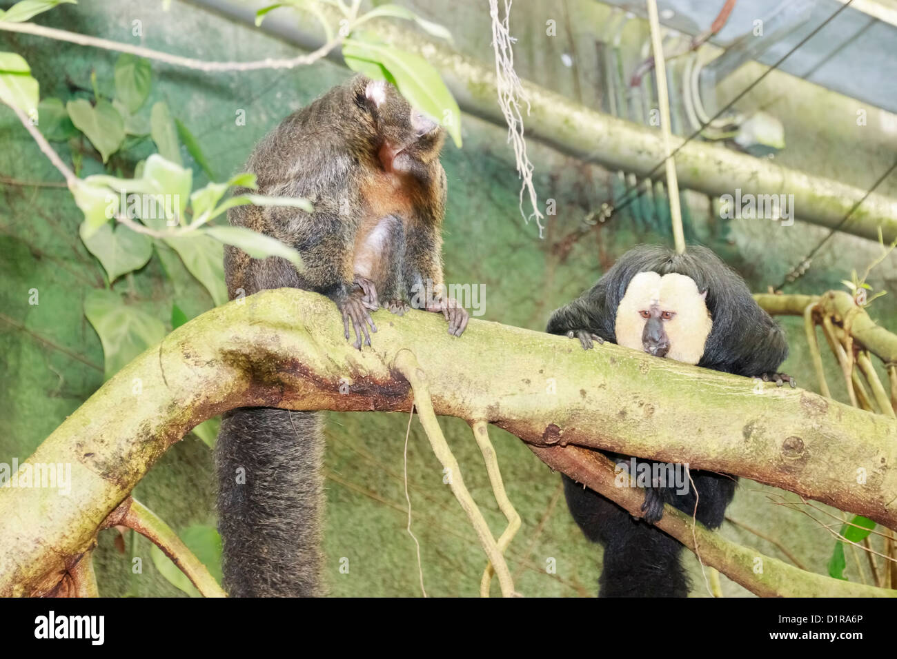 Weißen konfrontiert Saki (oder guyanischen Saki) Affe (Pithecia Pithecia), auf einem Ast im Zoo von Randers Regnskov, Randers, Dänemark Stockfoto