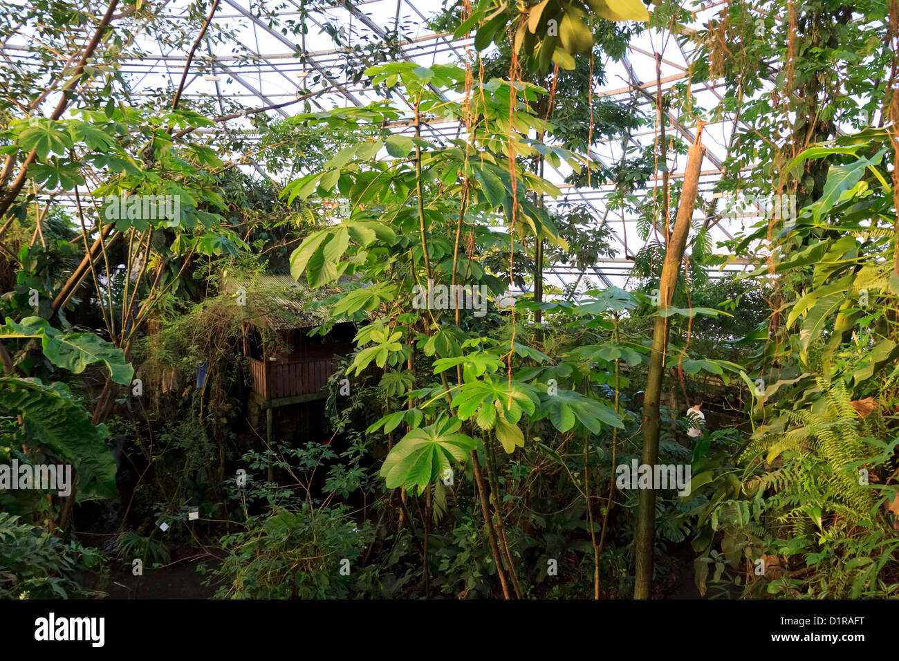 In der südamerikanischen Kuppel, Randers Regnskov Zoo, Randers, Dänemark Stockfoto