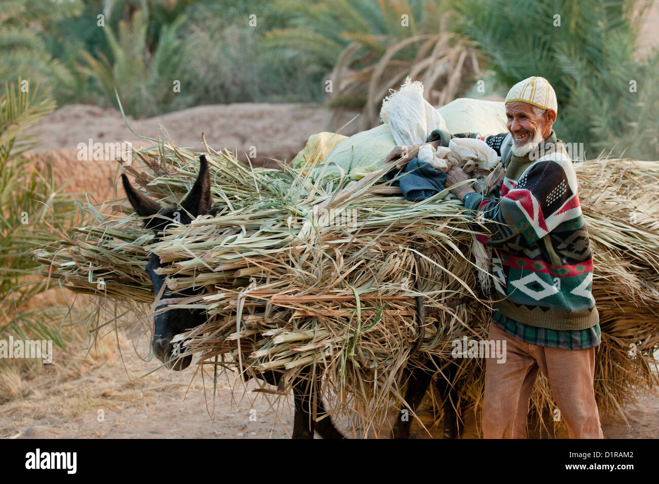 Marokko, Zagora, Mann und Esel, verlässt mit Palm. Stockfoto
