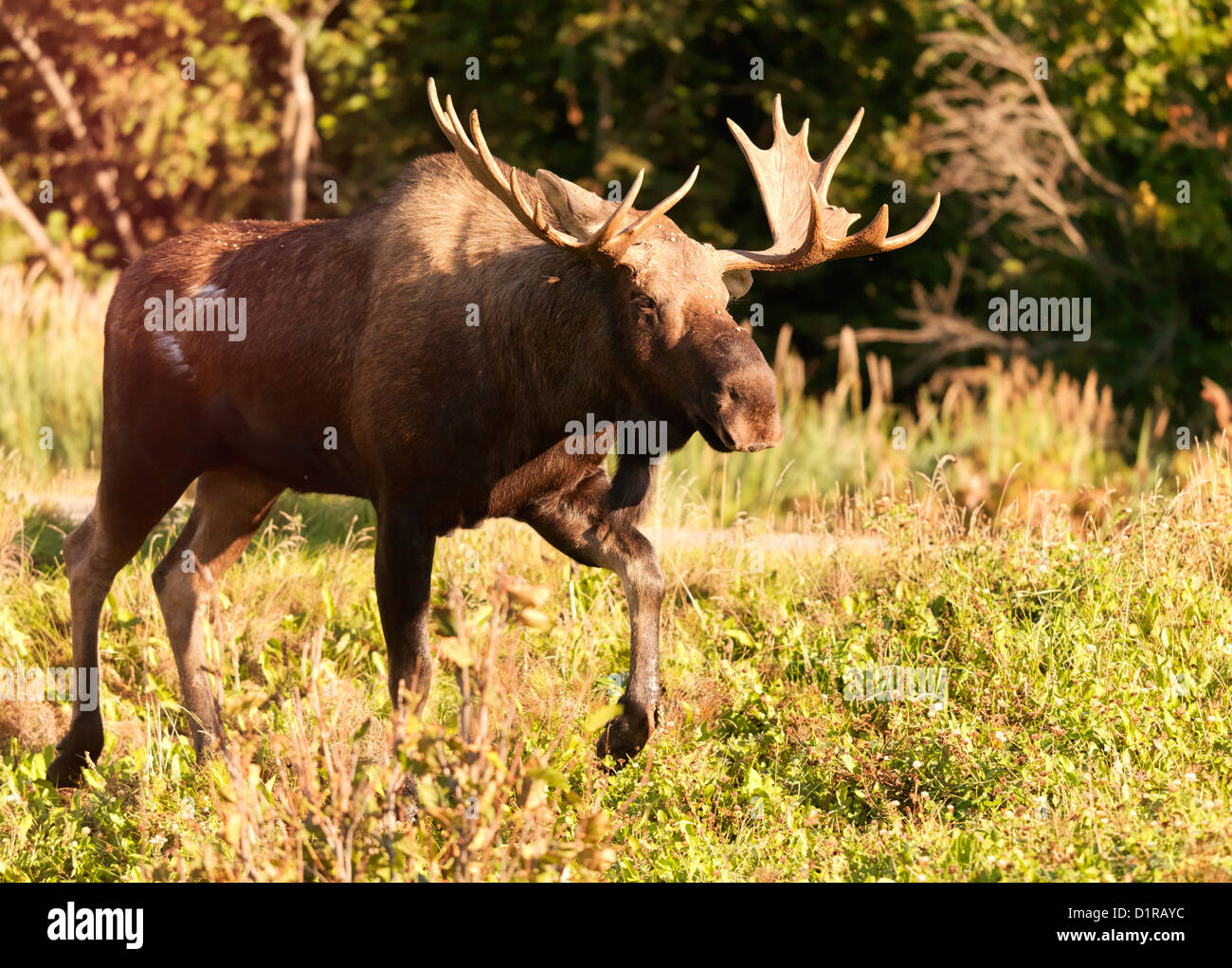 Fotos Von Anchorage Alaska Stockfotos und bilder Kaufen Alamy