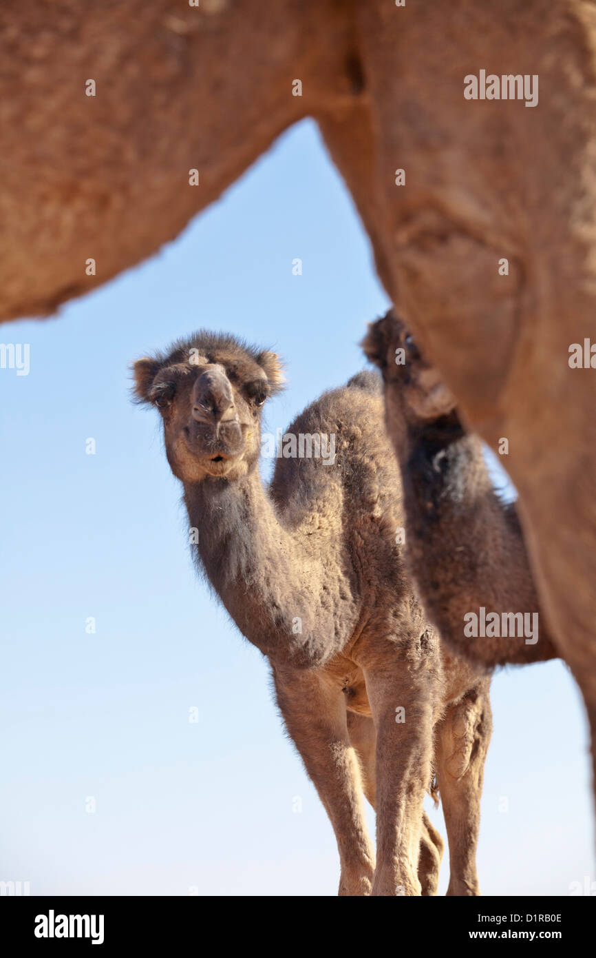 Marokko, Tamegroute, in der Nähe von Zagora, Baby Kamele. Stockfoto