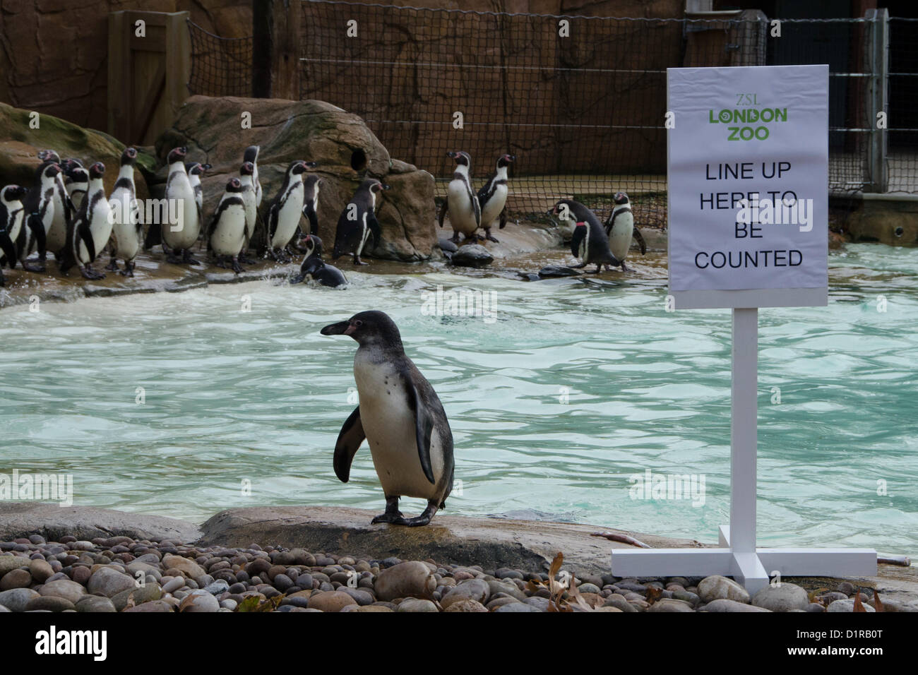 LONDON, VEREINIGTES KÖNIGREICH. 3. JANUAR 2013. Pinguine während der jährlichen Bestandsaufnahme ZSL London Zoo. Der Londoner Zoo in London. 3. Januar 2013. (Bildnachweis: PBI/Alamy Live-Nachrichten) Stockfoto