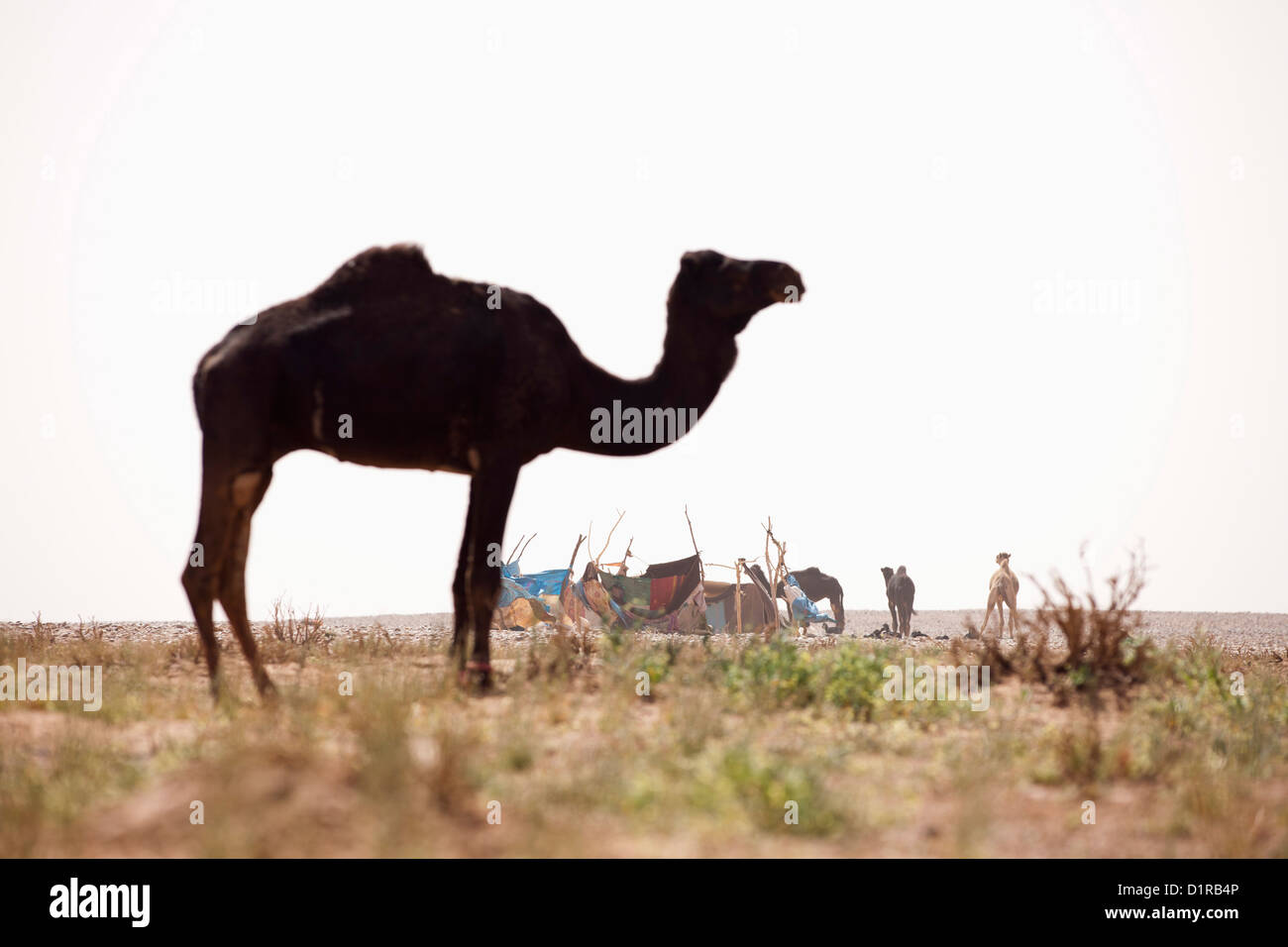 Marokko, M' Hamid, Nomadencamp und Kamel. Stockfoto