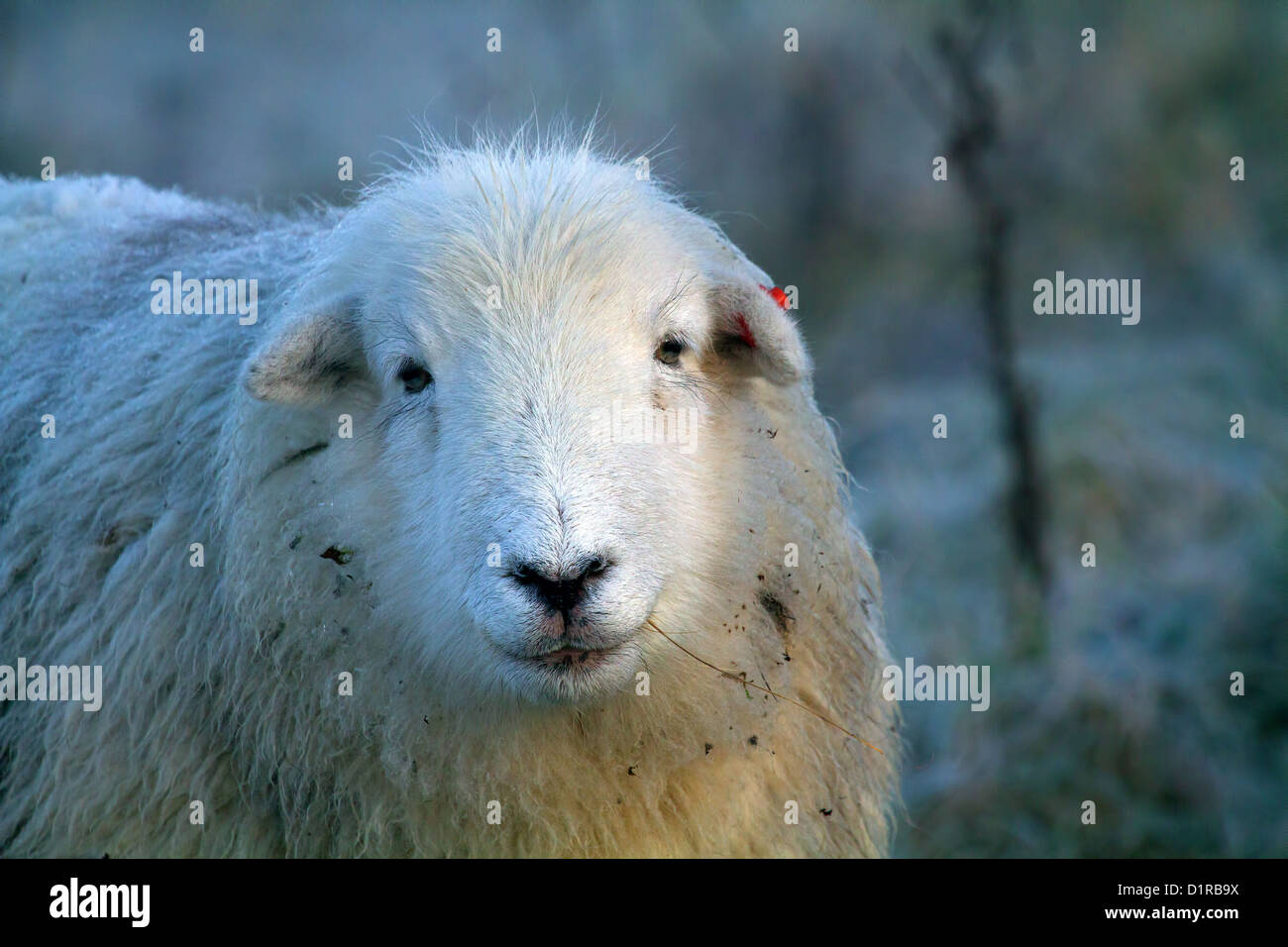 Eine robuste Herdwick Schafe kaute Rasen in frostigen Bedingungen auf alte Winchester Hill im Meon Valley, Hampshire Stockfoto