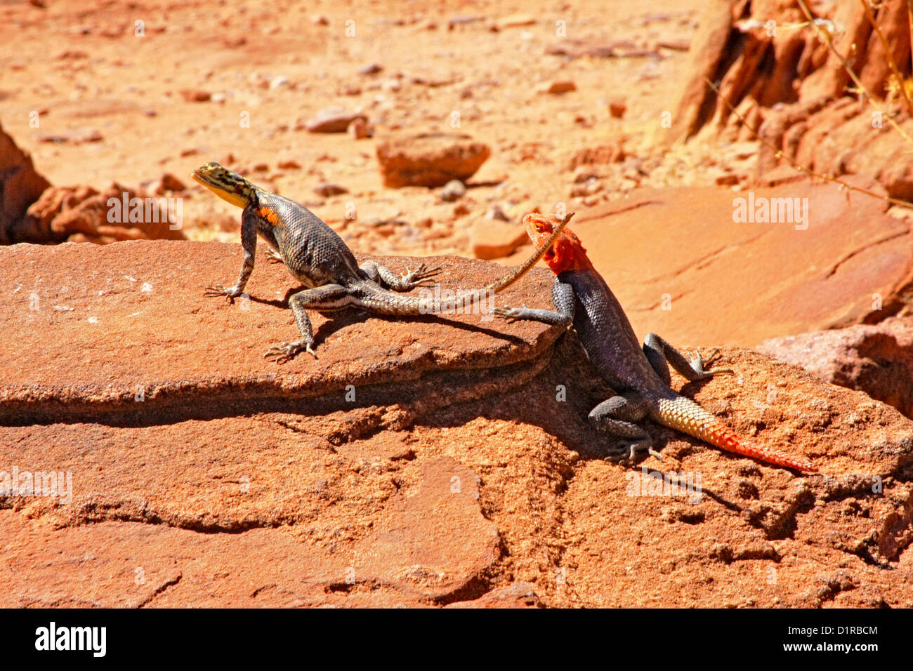 Eine Frau näherte sich Namib Rock Agama von einem männlichen Stockfoto