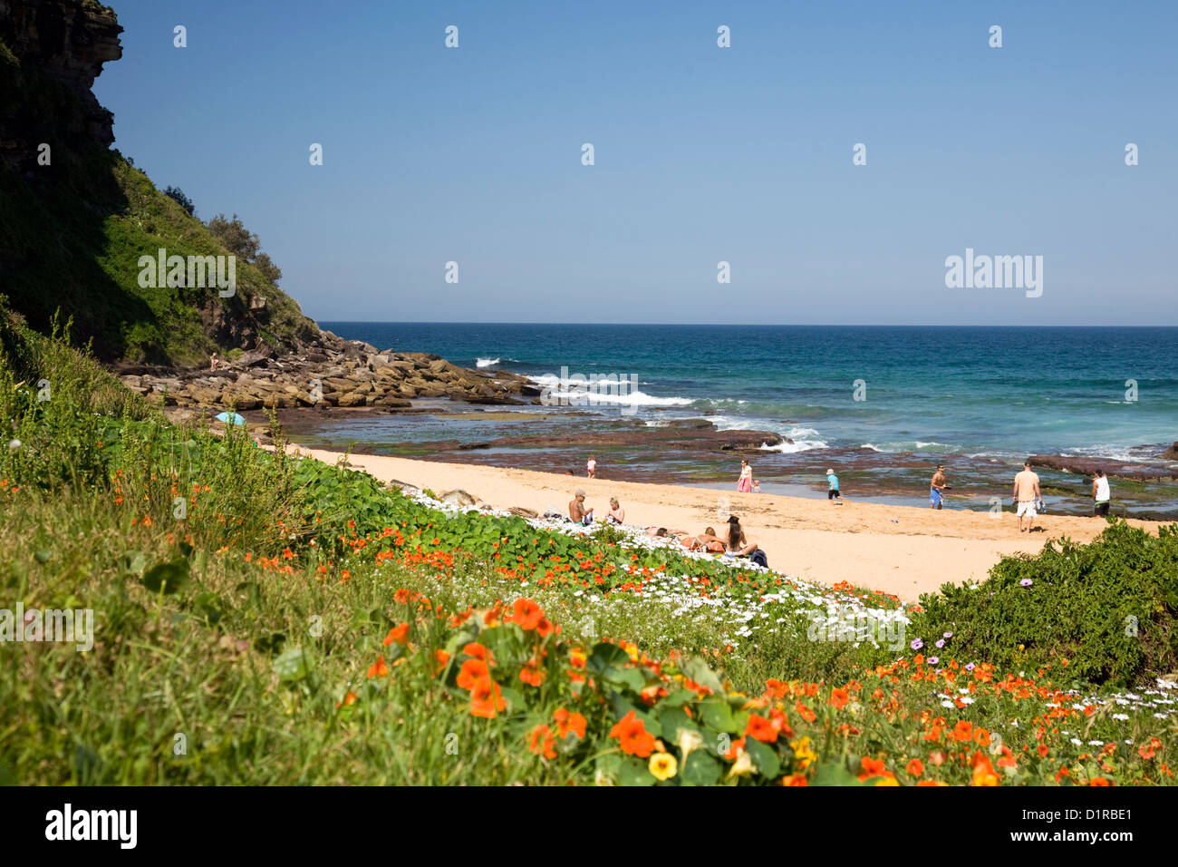 Bungan Beach, einer von sydneys berühmten nördlichen Stränden an einem Frühlingstag, wilde Blumen am Strand, NSW, Australien Stockfoto