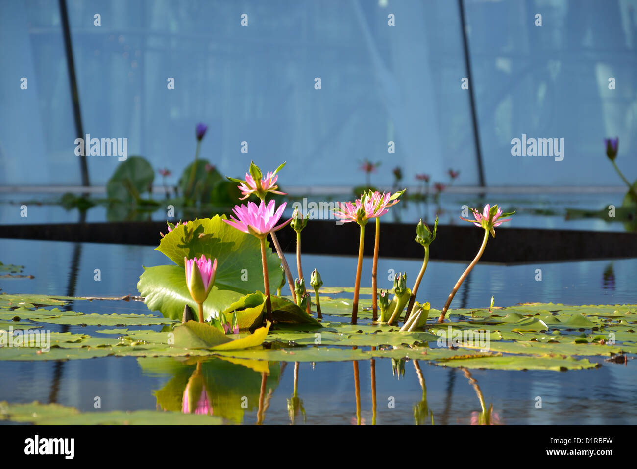Seerosen im Teich, ART SCIENCE Museum, Singapur. Stockfoto