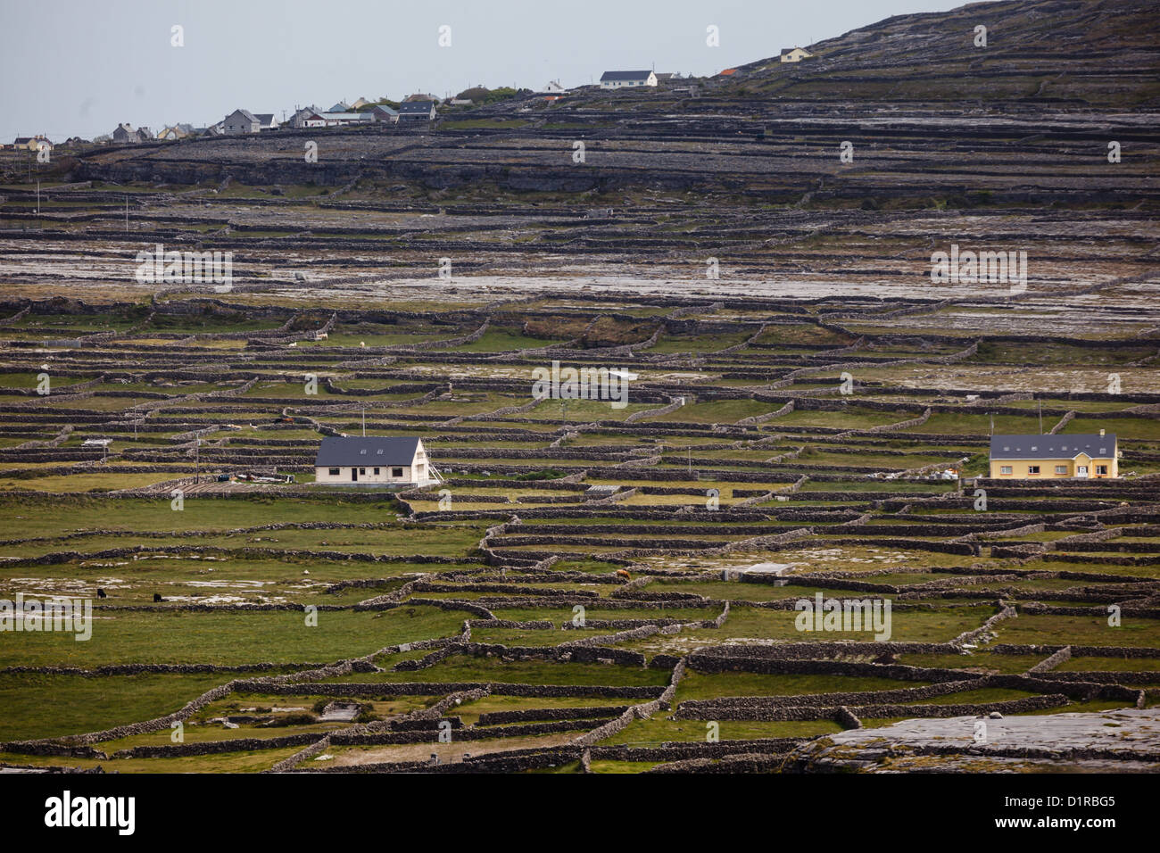 Irische Steinzäune und Felder klettern in mehrschichtigen Feldern auf den Hügel Stockfoto