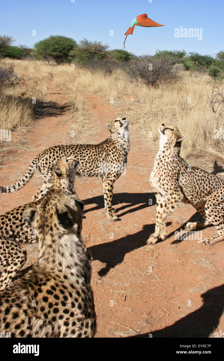 Vier Geparden konzentrierte sich auf eine Carmine Bienenfresser Stockfoto