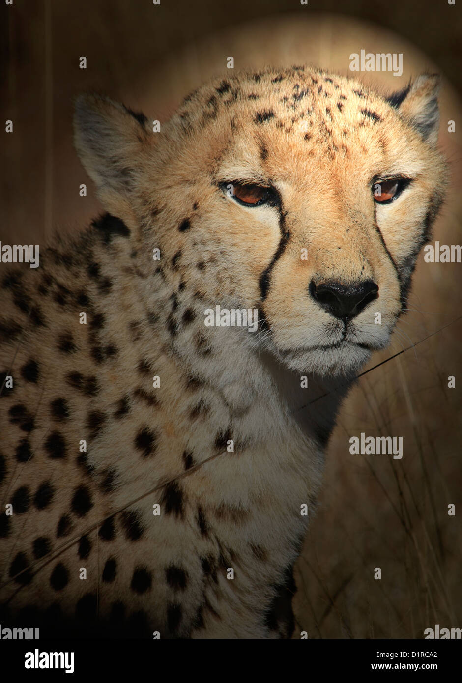 Porträt eines Geparden Stockfoto