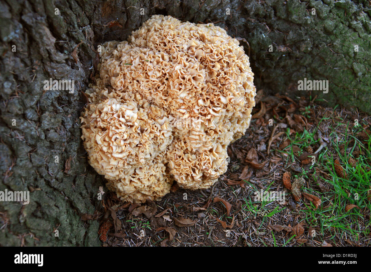 Blumenkohl-Pilz oder Holz Blumenkohl, Sparassis Crispa, Sparassidaceae. An der Basis ein Schotte Kiefer wächst. Stockfoto