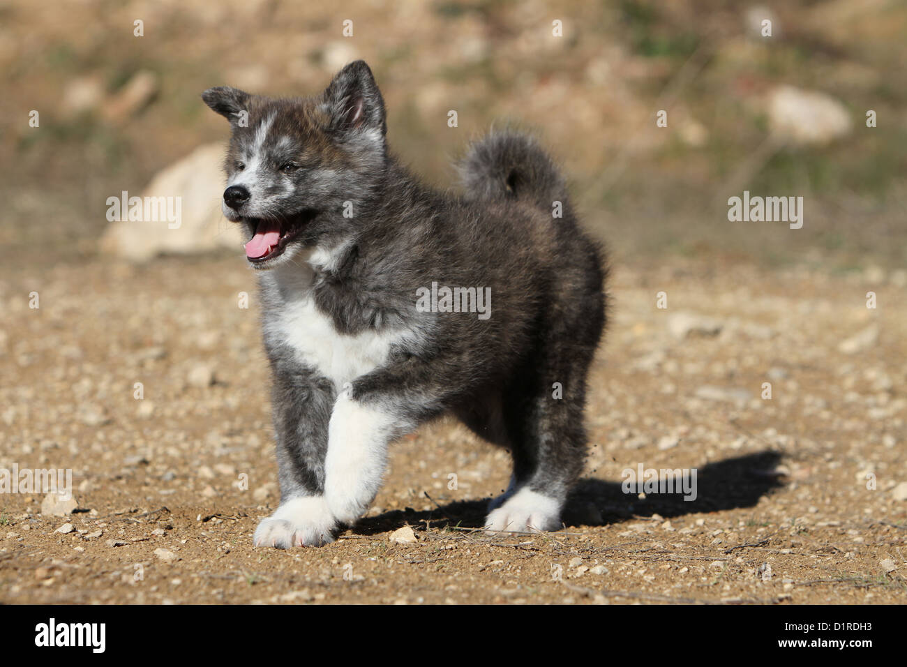 Akita Inu Hund / japanischen Akita Welpen gestromt laufen Stockfoto