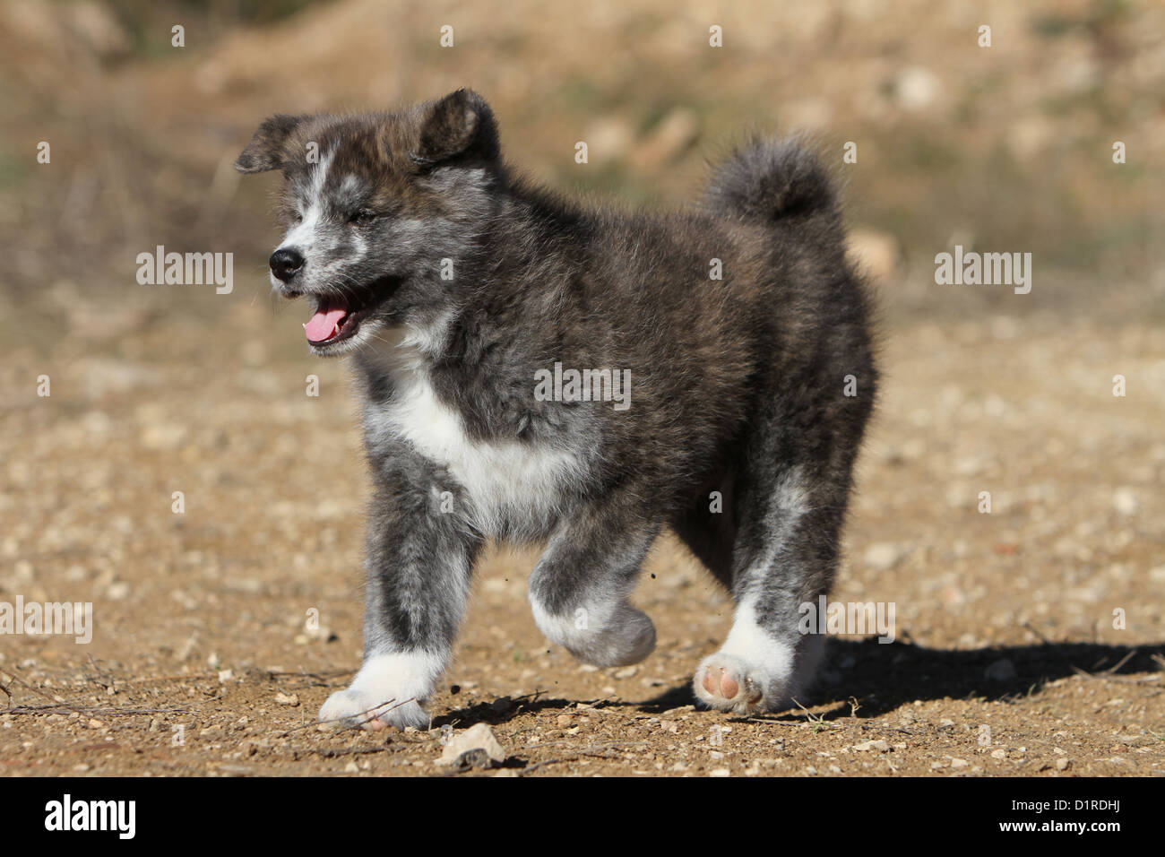 Akita Inu Hund Japanischen Akita Welpen Gestromt Laufen Stockfotografie Alamy