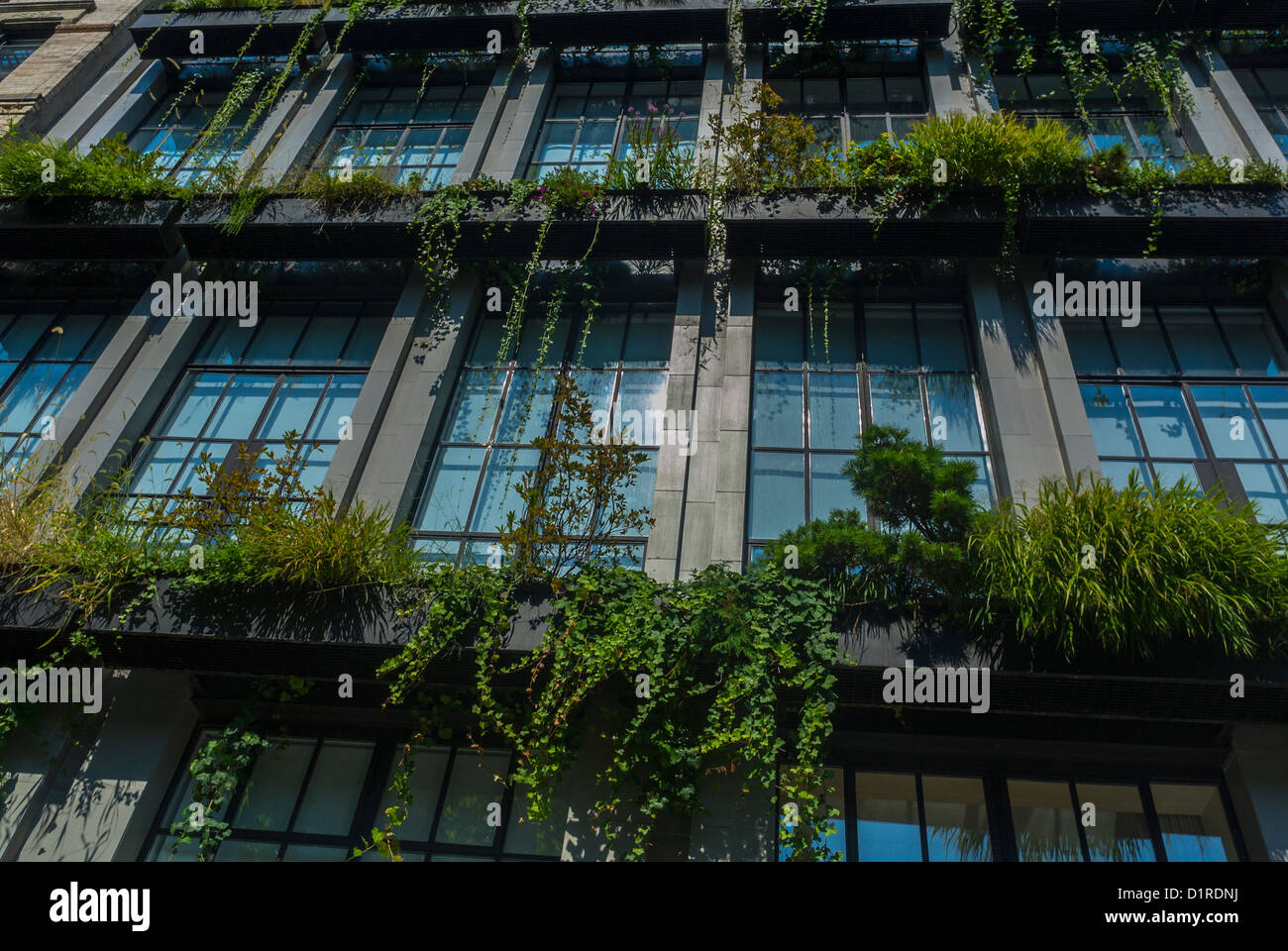 New York City, NY, USA, Detail, Fassade mit vertikalen Gartenpflanzen, Fenster, East Village, Gebäude (E. 6th St.) Stockfoto