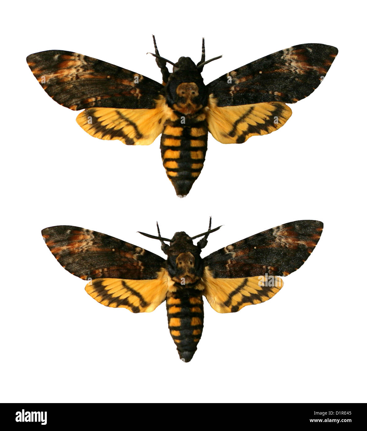 Des Todes Kopf Hawk-Motten, Acherontia Atropos, Sphingidae. (oben) Weiblich, (unten) männlich. Stockfoto