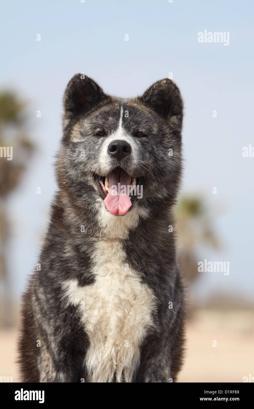 Japanischer inu -Fotos und -Bildmaterial in Auflösung – Alamy