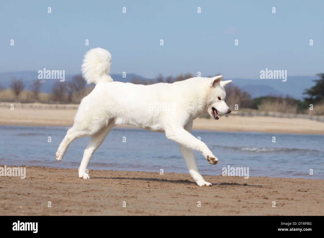 Akita Inu Hund / japanischen Akita Erwachsene weiß laufen am Strand