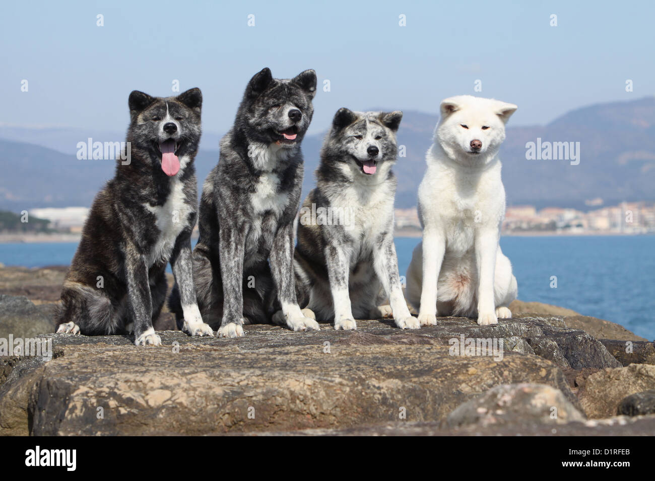 Akita Inu Hund / japanischen Akita vier Erwachsene verschiedenen Farben am  Strand Stockfotografie - Alamy