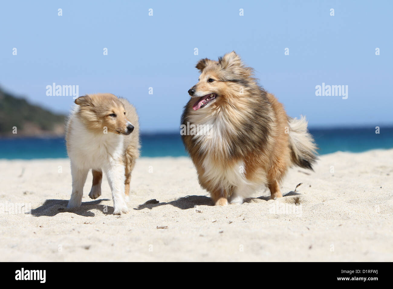 Shetland Sheepdog Hund / Sheltie Erwachsene und Welpen (Zobel weiß) laufen am Strand Stockfoto
