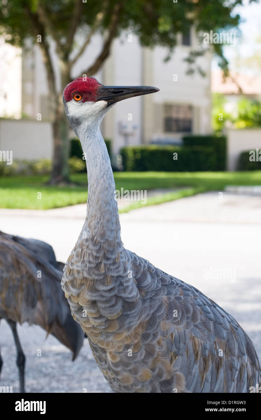 Florida Sandhill Kran in Wohngebiet Stockfoto