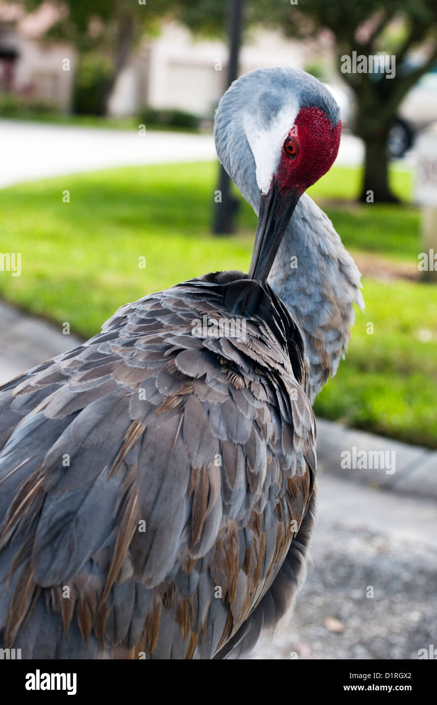 Florida Sandhill Kran in Wohngebiet Stockfoto